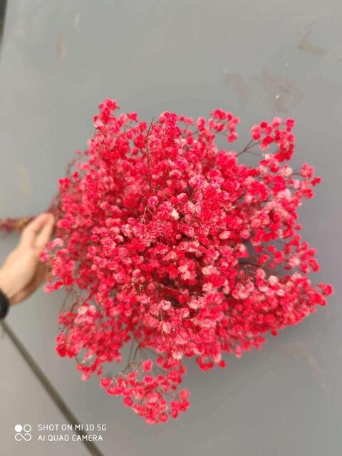 Natural Fresh Dried Preserved Flowers Gypsophila paniculata,Baby's Breath Flower bouquets gift for Wedding Decoration,Home Decor